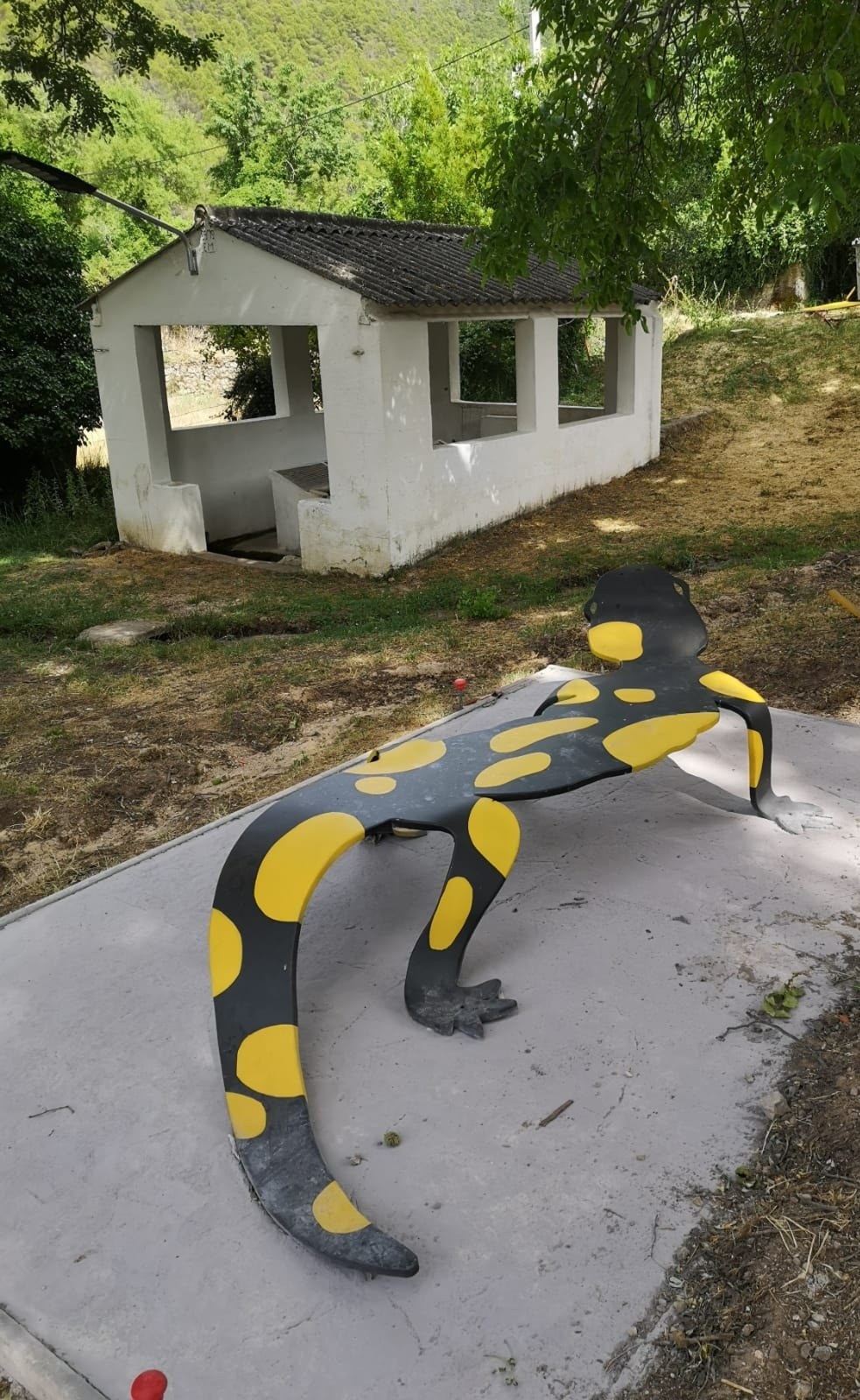 Salamandra común (Salamandra salamandra morenica)
