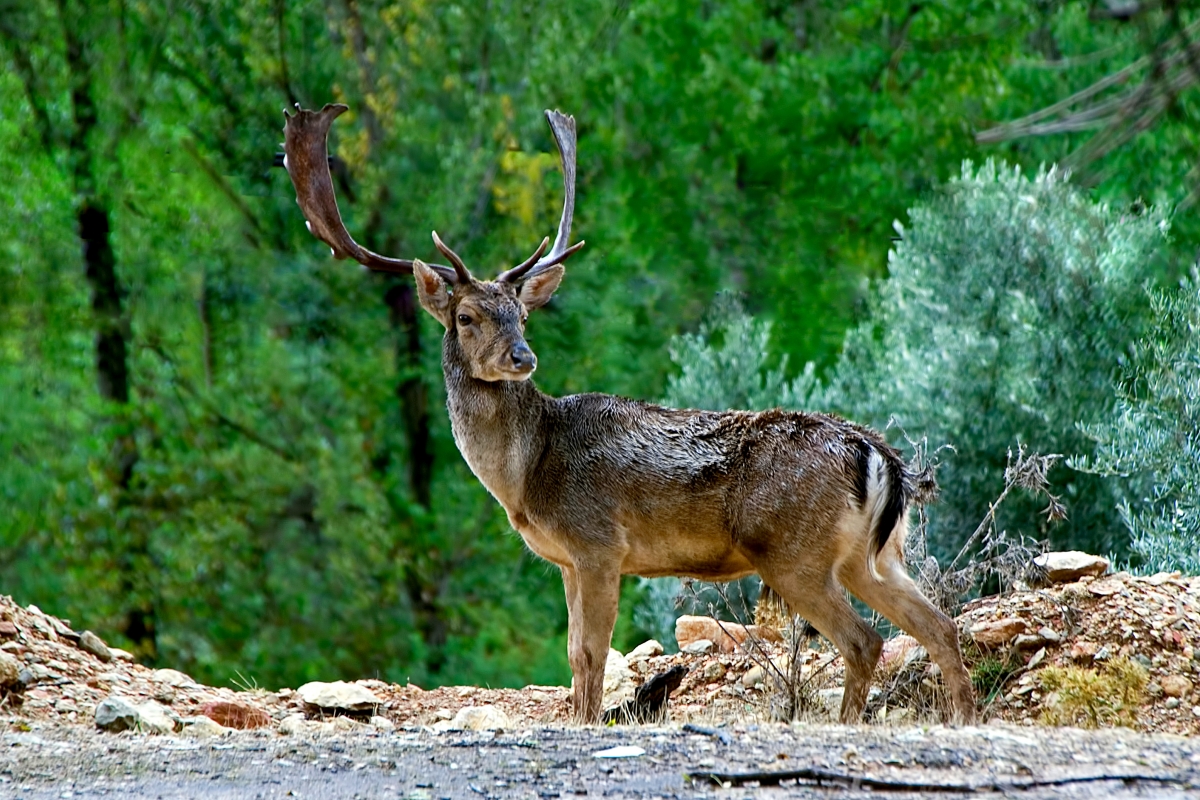 Observación de fauna
