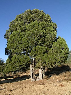 Sabina del arroyo del Torno