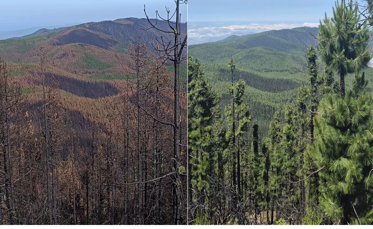 Paisajes resultantes de la recuperación natural del incendio del Tranco