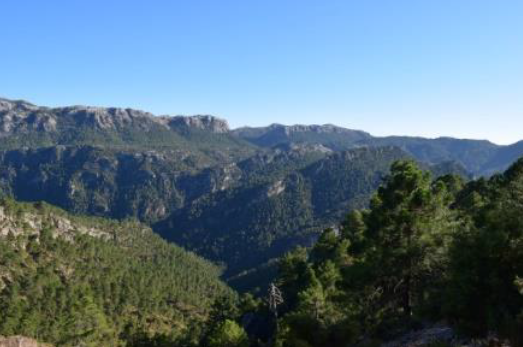 Miereras y casas de fogueros entre embalses. El legado forestal de la zona norte