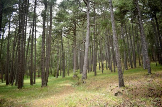 Paseo de los viveros volantes