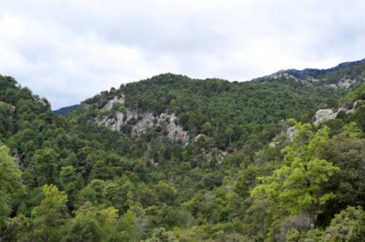 Paseo entre casas forestales por senda Mackay