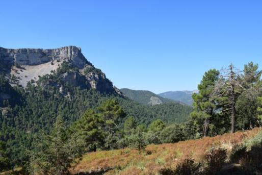 Paseo a la sequería por el Pino Abuelo