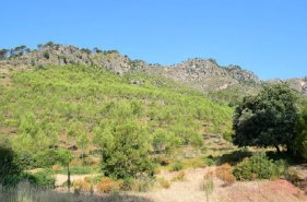 Paisaje postincendio