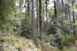Bosque singular de Las Acebeas