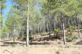 Repoblaciones forestales de pino laricio