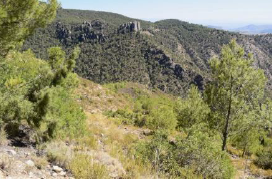 Paisaje postincendio del Realejo