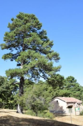 Casa Forestal de Fuente Acero