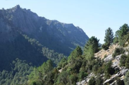 Tierra de pinares