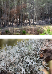 Pinares de repoblación