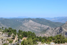 Repoblación forestal
