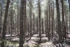 Repoblaciones forestales