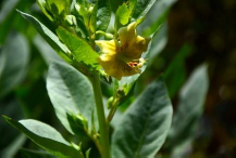 Cercado para la protección de la flora