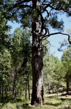Pino resiego de Valdecuevas