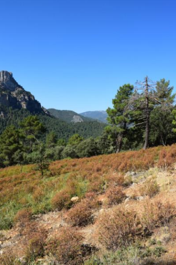 Cortafuegos del arroyo de la Mesa