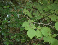 Bosque húmedo