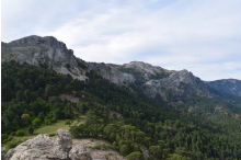 Pinares de pino salgareño