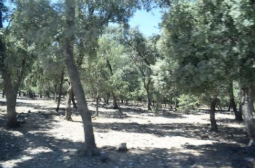 Dehesa del Rincón