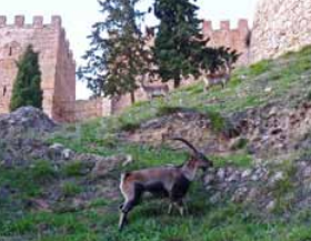 Segura de la Sierra